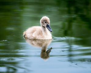 Baby swan swimming in the lake