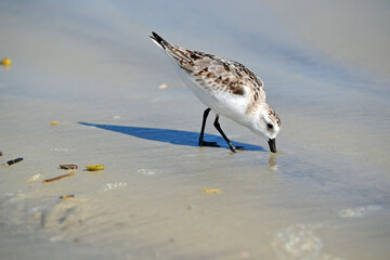 A sanderling with its beak buried halfway in the wet sand at the shoreline in Florida 