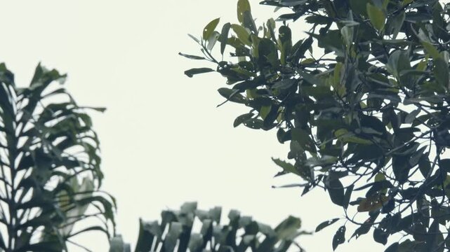 Monkey in the amazon rainforest is jumping from a tree