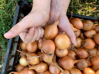 Hands and onions. a boy holds a harvest of onions in his hands