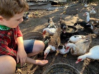 a boy on a farm feeds ducks by hand. a happy childhood in a poultry yard