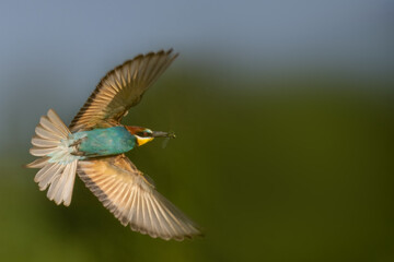European bee-eater is flighting perpendicular to the camera lens on a sunny summer day