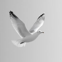 Fototapeta premium Elegant seagull soaring against a minimalistic backdrop