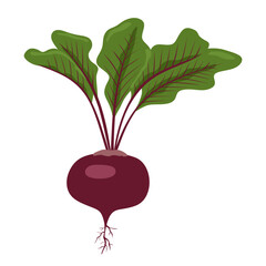 Fresh natural organic beetroot on a white background. A healthy vegetable product. Beetroot icon. Can be used as emblem, logo, web print, sticker. Vector illustration
