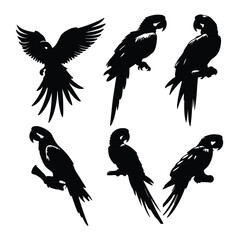 create black silhouette macaw set vector with white background