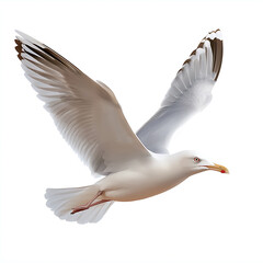 Obraz premium Majestic seagull soaring in clear skies