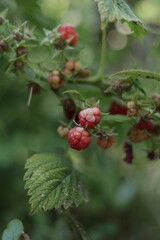 red berries on a bush