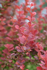 pink and red