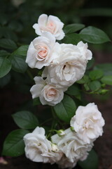 bouquet of white roses