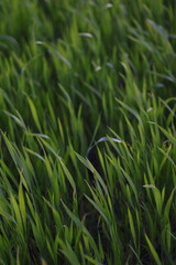 green grass background