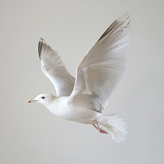 Fototapeta premium Majestic white seagull soaring through the sky