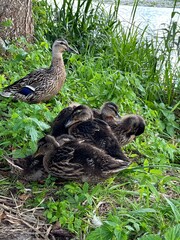 duck and ducklings