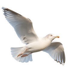 Obraz premium Majestic seagull soaring through the sky