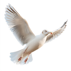 Obraz premium Majestic seagull soaring in flight