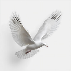 Naklejka premium Majestic white bird soaring gracefully in flight