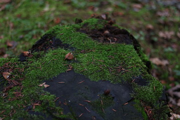 moss on the tree