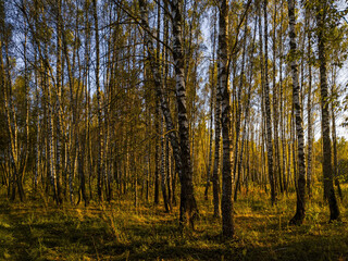 Fototapeta premium Birch grove with golden leaves in golden autumn, illuminated by the sun at sunset or dawn.