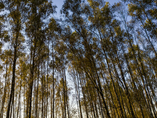 Birch grove with golden leaves in golden autumn, illuminated by the sun at sunset or dawn.