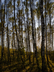 Birch grove with golden leaves in golden autumn, illuminated by the sun at sunset or dawn.