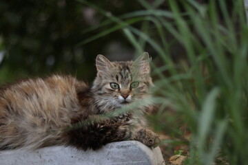  animal, pet, kitten, cute, feline, домашня, fur, яйця, portrét, tabby, mammal, kitty, grey, pets, animals, look, grass, looking, природа, face, eye, whiskers, garden , small