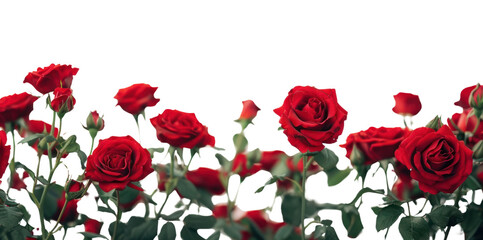 PNG Flying red roses border flower plant petal.