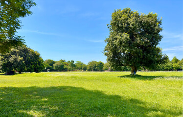 A big tree against a background of grass and blue sky