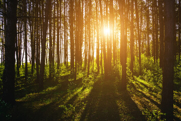 Fototapeta premium Sunbeams streaming through the pine trees and illuminating the young green foliage on the bushes in the pine forest in spring. Vintage film aesthetic.