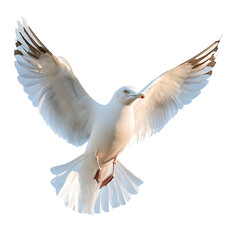 Obraz premium Majestic seagull soaring gracefully in the sky