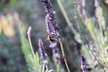 Western Honey Bee (Apis mellifera) collecting nectar from lavender flower