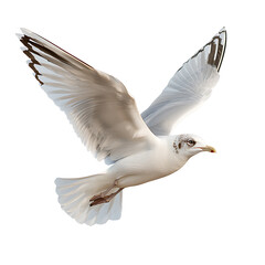 Fototapeta premium Majestic seagull soaring in clear blue sky