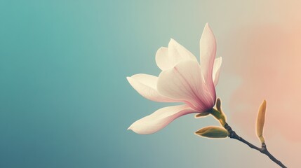 Obraz premium A delicate magnolia flower against a soft gradient background, symbolizing beauty and nature.