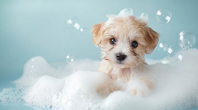 A small, light brown puppy with white fur sits in a bathtub full of bubbles.