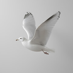 Fototapeta premium Elegant seagull in mid-flight against a neutral background