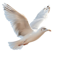Obraz premium Majestic seagull soaring in clear skies
