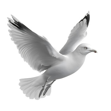 Realistic 3D illustration of a flying seagull