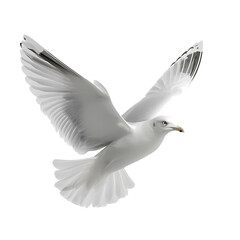 Obraz premium Realistic white bird in mid-flight