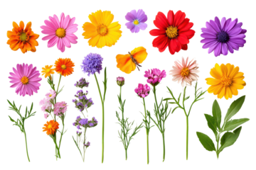 Colorful assorted flowers isolated on transparent background.
