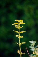 Euonymus fortunei Emerald and Gold grows in a courtyard in Germany