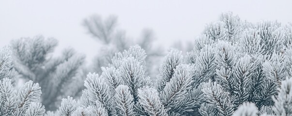 Snow-covered branches create a serene winter landscape, showcasing delicate frost against a soft, muted background.