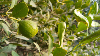 Lemon tree small evergreen tree in sun light