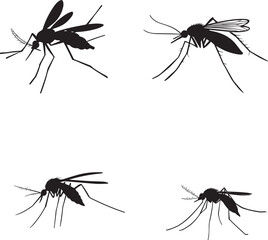 Insect graphic vector silhouette on white background