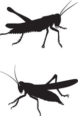 Insect graphic vector silhouette on white background