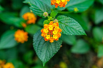 orange flower in the garden, yellow flowers in the garden, orange flower with leaves, wildflowers, tiny flowers