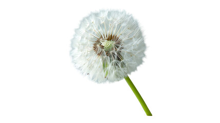 Dandelion flower on a transparent background