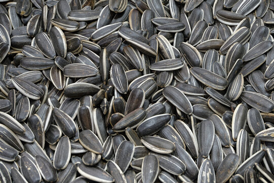 Dried sunflower seeds