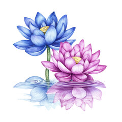 Fototapeta premium Lotus flowers in vibrant colors isolated on transparent background.