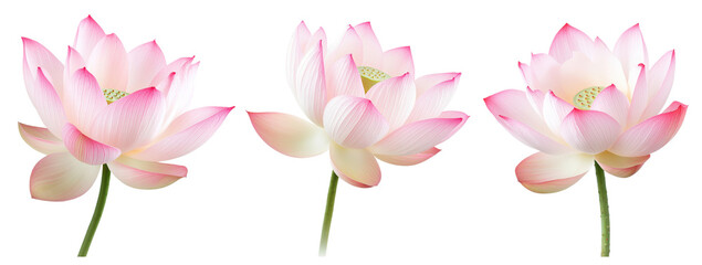 Naklejka premium Beautiful lotus flowers in various stages of bloom, representing purity and tranquility in nature, transparent background.