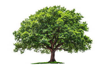 Obraz premium Lush green tree isolated on transparent background.