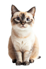 A curious and playful cat with striking blue eyes, captured in a cute pose, perfect for animal lovers and pet enthusiasts.