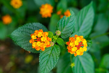 orange flower in the garden, yellow flowers in the garden, orange flower with leaves, wildflowers, tiny flowers